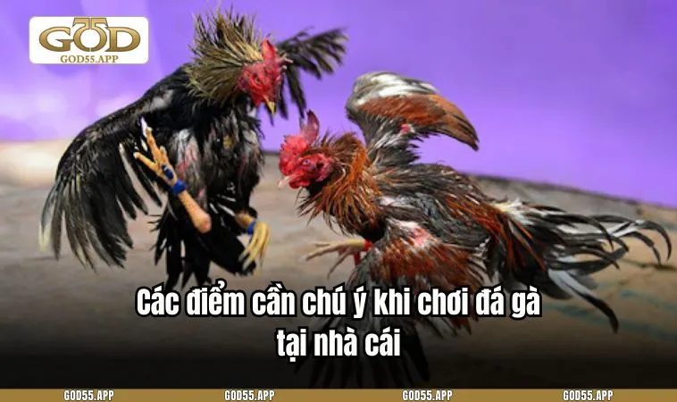 Các điểm cần chú ý khi chơi đá gà tại nhà cái